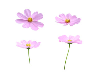 A cut-out of a cosmos flower on a white background with clipping paths.