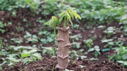 close up of cassava plants growing new leaf shoots and being planted in the ground