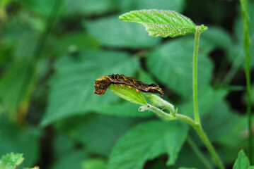 brown caterpillar on a green leaf in the forest