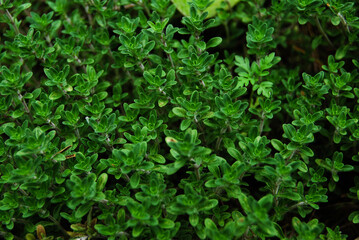 a carpet of small green leaves on a forest glade in summer