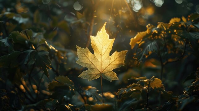Maple leaf brightened by light through dense shrubbery