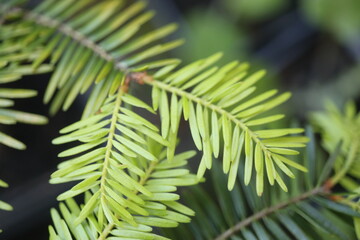 Tsuga heterophylla choina zachodnia  © Perovskia