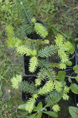 Tsuga heterophylla choina zachodnia 