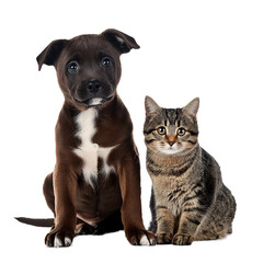 Obraz premium Adorable puppy and kitten sitting and looking at camera, isolated on transparent background, pet adoption concept
