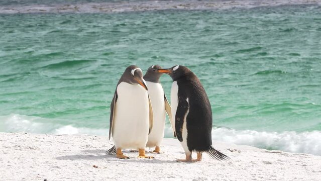 Three Gentoo Penguins on Beach One Snaps at The Other Attack Animal Behavior White Sand Turquoise Ocean Water Falkland Islands