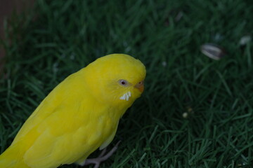 The budgerigar (Melopsittacus undulatus), commonly known as a budgie or parakeet, is a small, colorful parrot native to Australia. Budgies are popular pets worldwide due to their friendly nature, low 