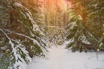 Sunset in winter snow pine fir tree forest. Soft sunlight rays in winter scenic fir tree pine forest way. Winter sunlight landscape footpath in pine tree fir forest. Woods path snow & sunrise sunlight