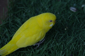 The budgerigar (Melopsittacus undulatus), commonly known as a budgie or parakeet, is a small, colorful parrot native to Australia. Budgies are popular pets worldwide due to their friendly nature, low 