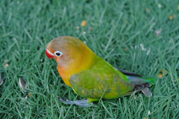Agapornis fischeri, commonly known as the Fischer's Lovebird, is a small, colorful parrot species native to East Africa. It is named after the German explorer Günter Fischer, who first described the b