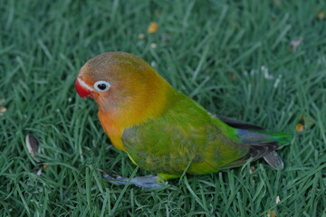 Agapornis fischeri, commonly known as the Fischer's Lovebird, is a small, colorful parrot species native to East Africa. It is named after the German explorer Günter Fischer, who first described the b