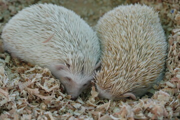 Hedgehogs have a coat of sharp spines or quills on their backs, which they use for protection. These spines are made of keratin, the same protein that makes up human hair and nails.|刺蝟