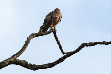 Aigle botté,.Hieraaetus pennatus, Booted Eagle