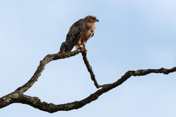 Aigle botté,.Hieraaetus pennatus, Booted Eagle