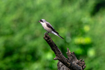 Pie grièche à poitrine rose,.Lanius minor, Lesser Grey Shrike