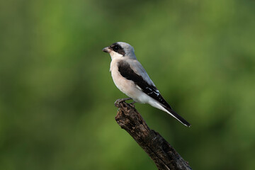Pie grièche à poitrine rose,.Lanius minor, Lesser Grey Shrike