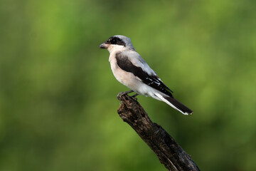 Pie grièche à poitrine rose,.Lanius minor, Lesser Grey Shrike