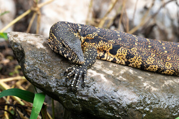 Varan du Nil, Varanus niloticus