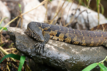 Varan du Nil, Varanus niloticus