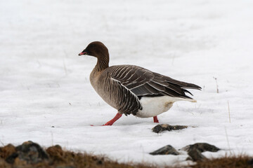 Oie à bec court, .Anser brachyrhynchus, Pink footed Goose, Spitzberg, Svalbard, Norvège
