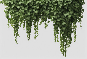 Obraz premium Verdant Javanese Treeline Grape Ivy (Cissus spp) Jungle Vine Drapes Isolated on a transparent Backgr