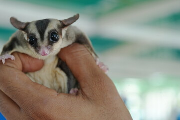 Petaurus breviceps, commonly known as the sugar glider, is a small, nocturnal marsupial native to Australia, New Guinea, and surrounding islands. 