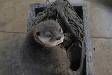 Asian Small-Clawed Otter (Aonyx cinereus): Found in Southeast Asia, inhabiting rivers, wetlands,...