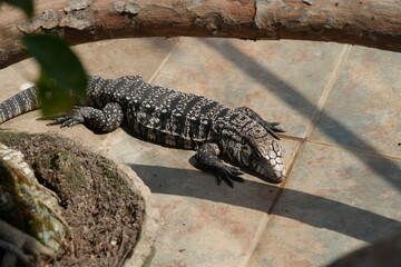Tupinambis merianae, commonly known as the Argentine Black and White Tegu or Salvator merianae, is a large species of lizard native to South America|阿根廷黑白南美蜥