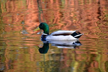 duck in the water swimming in a lake
