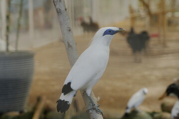 Leucopsar rothschildi, commonly known as the Bali Myna or Bali Starling, is a critically endangered bird species native to the island of Bali in Indonesia. |峇里八哥|長冠八哥|羅斯柴爾德八哥