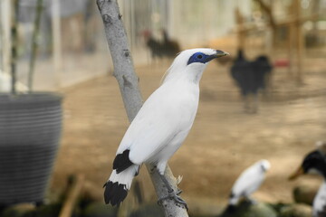 Leucopsar rothschildi, commonly known as the Bali Myna or Bali Starling, is a critically endangered bird species native to the island of Bali in Indonesia. |峇里八哥|長冠八哥|羅斯柴爾德八哥
