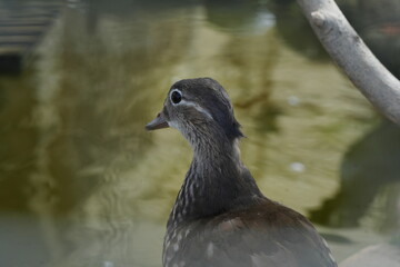 Females are more subdued in color, with a grayish-brown body, white eye-ring, and pale spots on the flanks.|鴛鴦