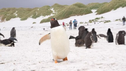 Cute Penguin Beach Tourist Destination Falkland Islands People and Penguins on Sand. Gentoo Runs Camera Handheld Follows Action