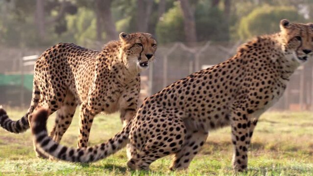 2 South African Cheetahs in Animal Sanctuary