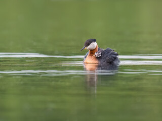 Red Necked Grebe swimming on a green body of water  with a small chick perched on its back