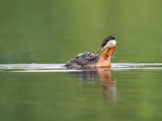 Red Necked Grebe swimming on a green body of water  with a small chick perched on its back