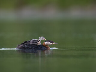 Red Necked Grebe swimming on a green body of water  with a small chick perched on its back