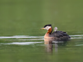 Red Necked Grebe swimming on a green body of water  with a small chick perched on its back