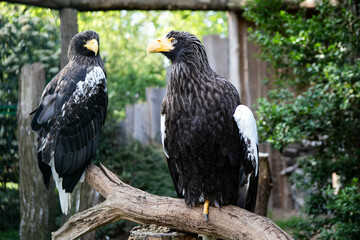 Eagle family, male and female falcon, birds background