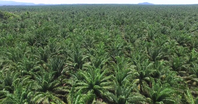 Aerial view of palm oil plantation At Sukau Sandakan Sabah, Borneo. Aerial view
