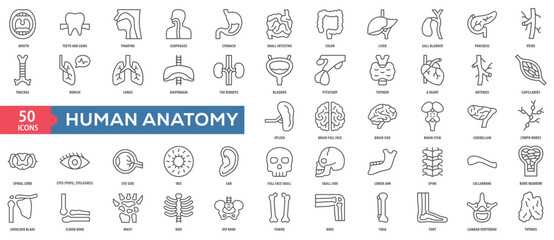 Human Anatomy Icon Collection Set. Easy To Use, Easy To Edit And Simple Line Vector Icons.