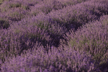 Obraz premium lavender field. lavender blooms. lavender background.