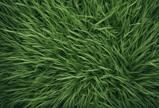 Bermuda grass border front top view transparent background