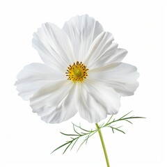 Fototapeta premium White Cosmos Isolated on White Background. Beautiful Cosmos Flower