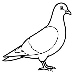 white dove isolated on white