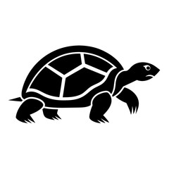 turtle illustration