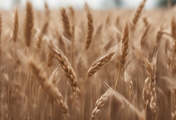 Fototapeta premium Side view of a field of dry mature autumn spikelets of wheat isolated on transparent background