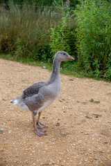 juvenile grey goose with fluffy feathers. cute animals. A young greylag goose 