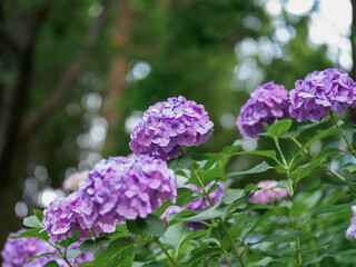 紫色のアジサイ