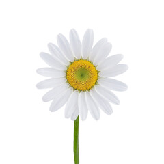 daisy isolated on transparent background