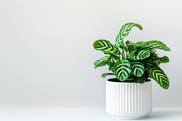 Fototapeta premium Calathea in a ceramic pot isolated on white